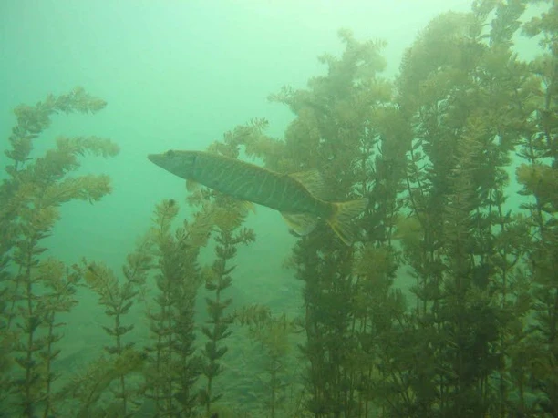 École de plongée DTC Un brochet se cache dans l'eau douce verdâtre, au milieu des plantes aquatiques qui s'élèvent à la surface.