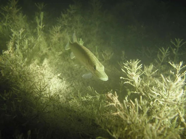 DTC Diving School A pike glides through dense aquatic vegetation in the beam of a diving lamp.