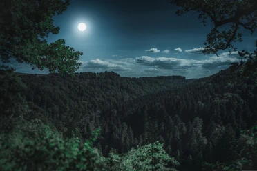 nature-3194001