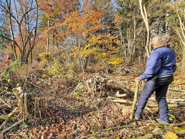Volunteer work on the edge of the Portwald A woman is standing at the edge of the woods, looking at a pile of branches