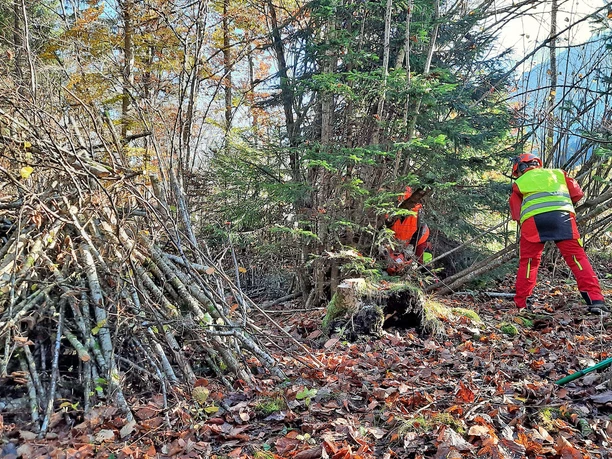 Work carried out at the edge of the forest to benefit the birdlife of the Diemtigtal valley