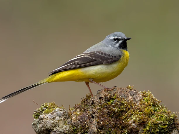 La bergeronnette des ruisseaux, ambassadrice des cours d'eau propres Bergeronnette des montagnes au plumage gris-jaune