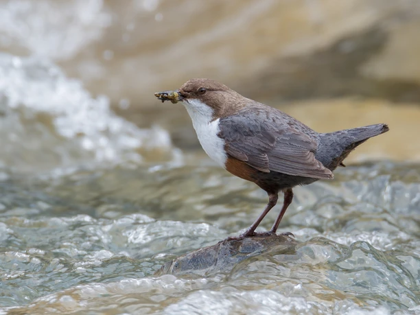 A dipper by the mountain stream A dipper stands in the mountain stream