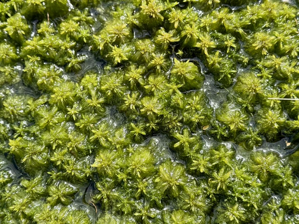 1_Eis_schmilzt_Moor_waechst_Torfmoos_NaturparkMoorVeenland.JPEG
