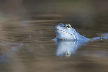 12_Frosch_in_blauem_Gewand_©Naturpark_Moor_Veenland_Dr_Erhard_Nerger.JPG