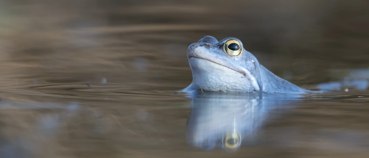 12_Frosch_in_blauem_Gewand_©Naturpark_Moor_Veenland_Dr_Erhard_Nerger.JPG