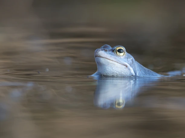 12_Frosch_in_blauem_Gewand_©Naturpark_Moor_Veenland_Dr_Erhard_Nerger.JPG