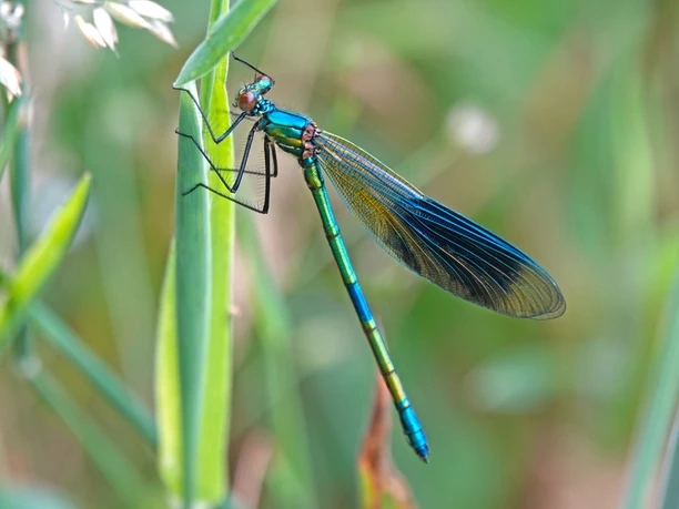 13_Schillernde_Raubtiere_im_Moor©NaturparkMoorVeenland.jpg