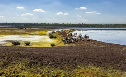 14_Tierische_Landschaftspfleger_1_Ziegen_im_DWM_©NaturparkMoorVeenland.JPG