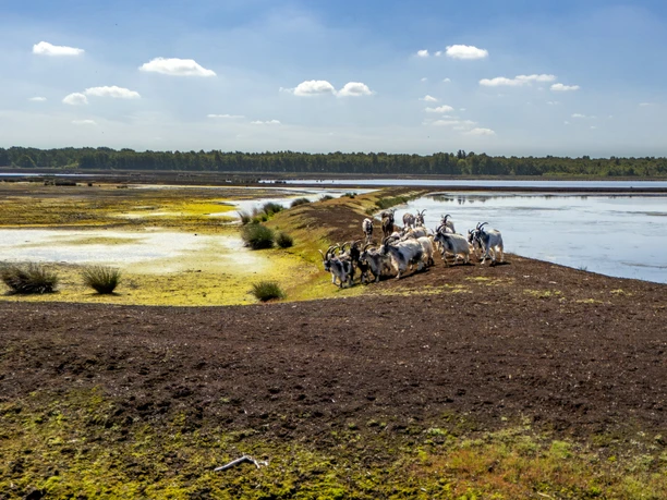 14_Tierische_Landschaftspfleger_1_Ziegen_im_DWM_©NaturparkMoorVeenland.JPG