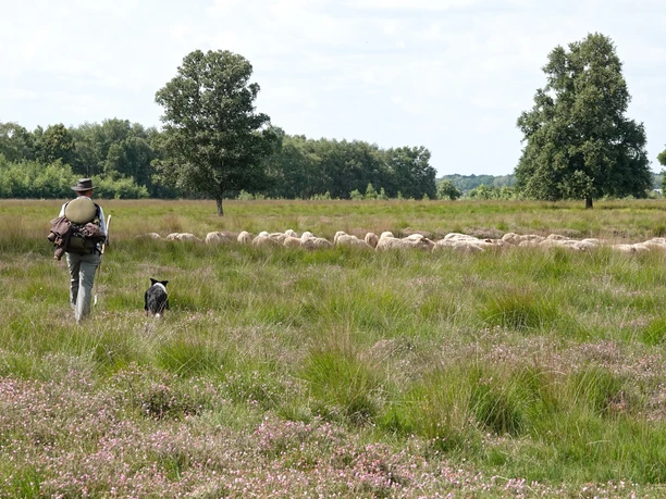 14_TierischeLandschaftspfleger_©NaturparkMoorVeenland_Barbara_van_den_Ham.JPG