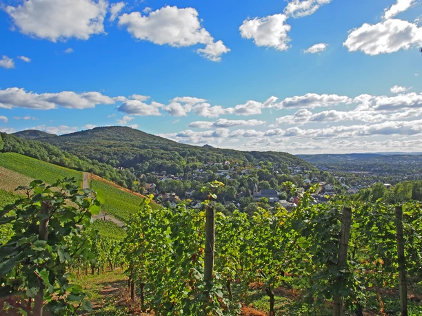 Drachenfelsblick-Weinberge-Oberdollendorf