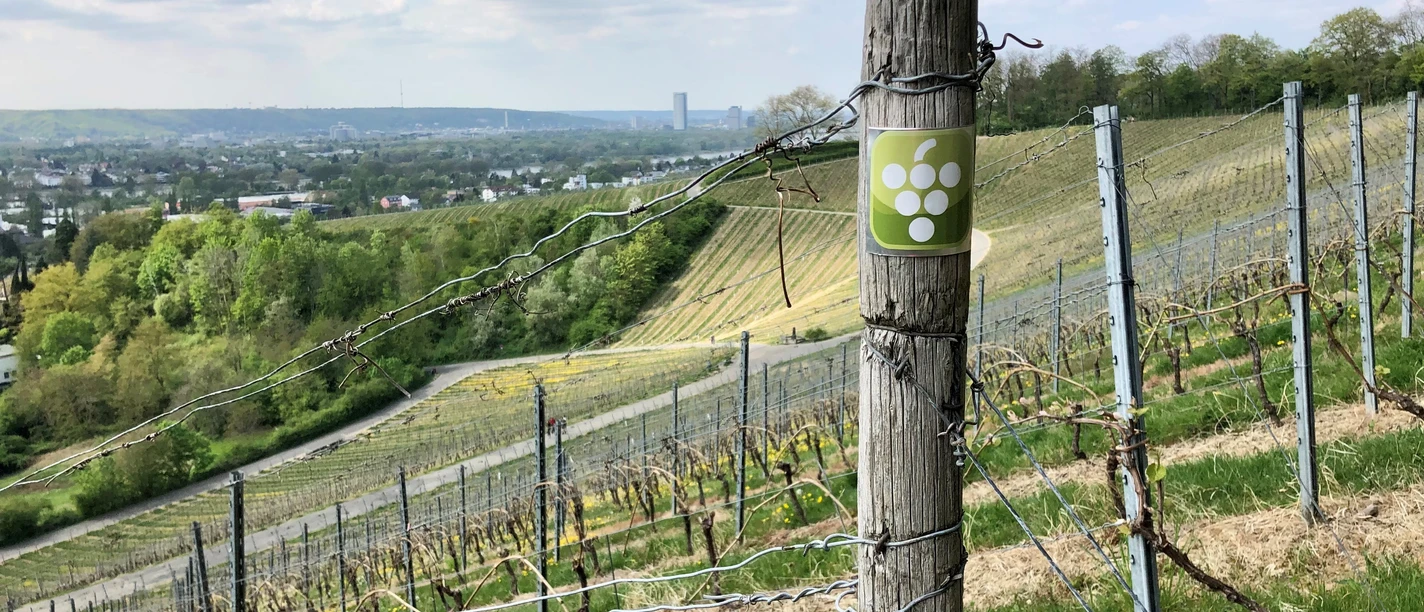 Weinwanderweg Oberdollendorf