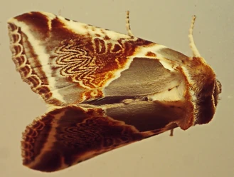 Der Achat-Eulenspinner--Foto Patrick Folkersma.jpg