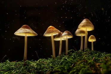 Pilze | Beispielbild Leuchtende Pilze
