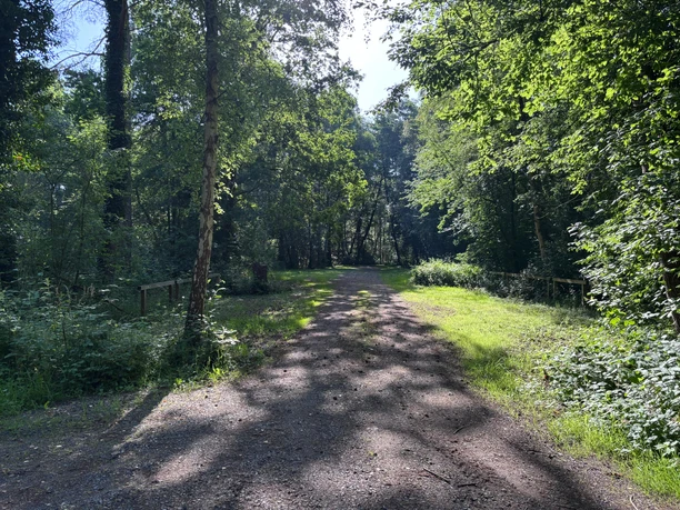P11 Ein wäldlicher Weg zwisch Bäumen, rechts und links stehen auf dem Grün Parkflächen zur Verfügung.