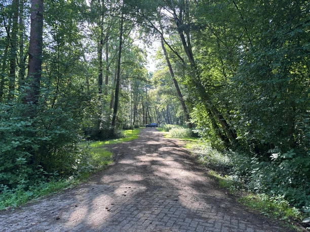 P11 Ein Steinweg zwischen dichten Bäumen führt in Richtung Parkplätze an der Alten Moorhütte in Mardorf.
