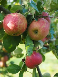 Äpfel.jpg