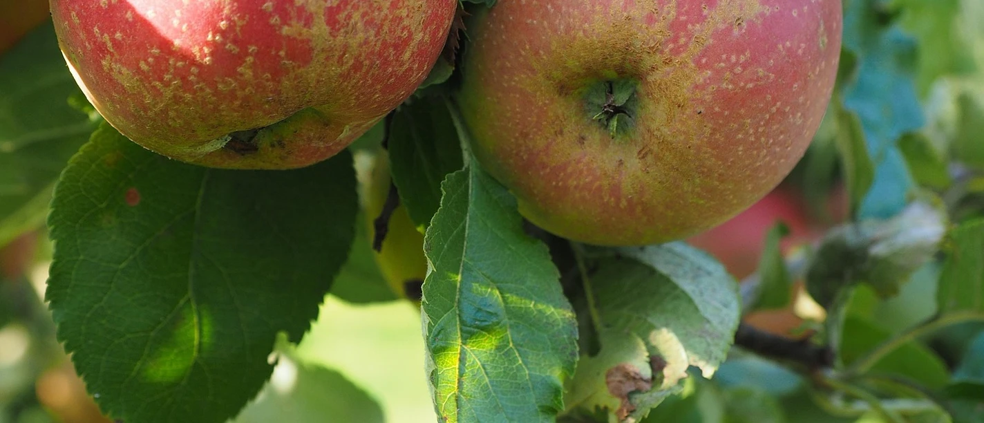 Äpfel.jpg