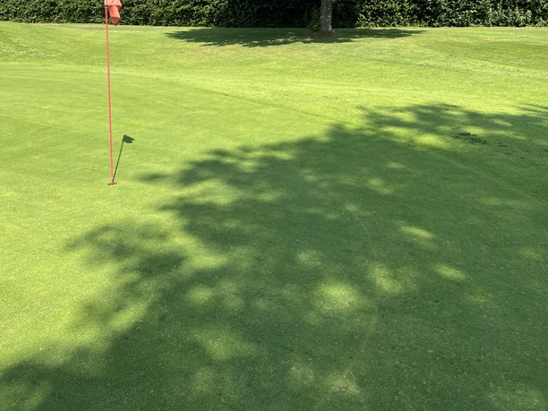 Golf-Club Kürten Golfgrün mit roter Fahne, großem Baum und Hecke unter blauem Himmel