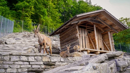 alpenwildpark-interlaken-sommer-steinboecke-jungtiere-huette.jpg
