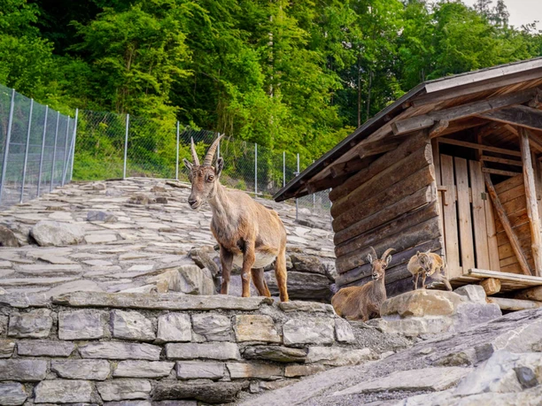 alpenwildpark-interlaken-sommer-steinboecke-jungtiere-huette.jpg