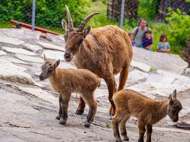 alpenwildpark-interlaken-sommer-steinboecke-jungtiere-nahaufnahme-besucher.jpg