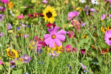 Blumenwiese | Beispielbild bunte Blumenwiese