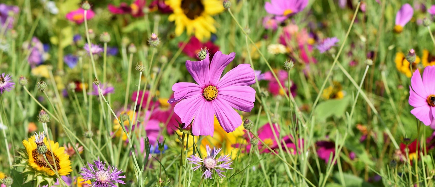 Flower Meadow | Sample Image bunte Blumenwiese