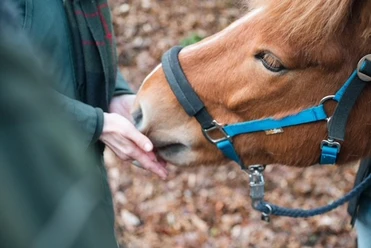 Waldmagie mit Pferden_7.jpg Pferd schnuppert an einer hingehaltenen Hand