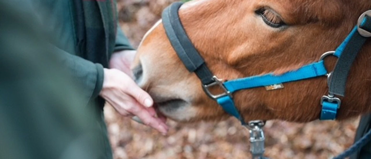 Waldmagie mit Pferden_7.jpg Pferd schnuppert an einer hingehaltenen Hand