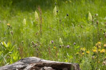 david_seifert-naturgarten.jpg