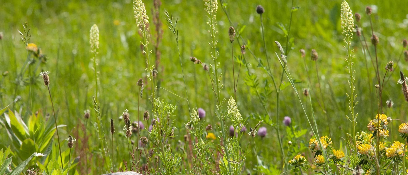 david_seifert-naturgarten