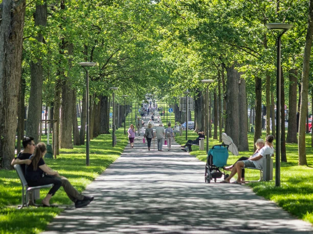 Große Allee im Frühling