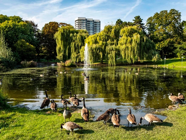 Mülheim City Park Pond in Mülheim City Park with geese, a fountain, willow trees, and a high-rise building in the background