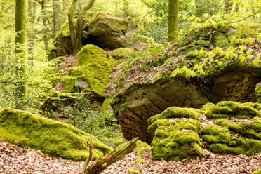 Schönecker Schweiz
