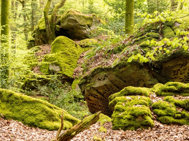 Schönecker Schweiz
