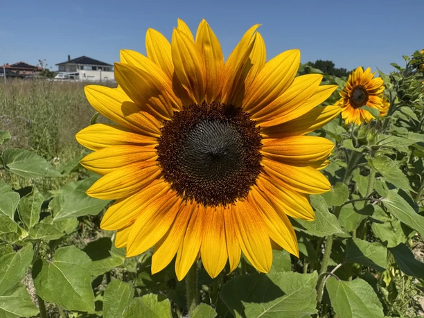 Sonnenblume.jpg Sonnenblume in voller Blüte