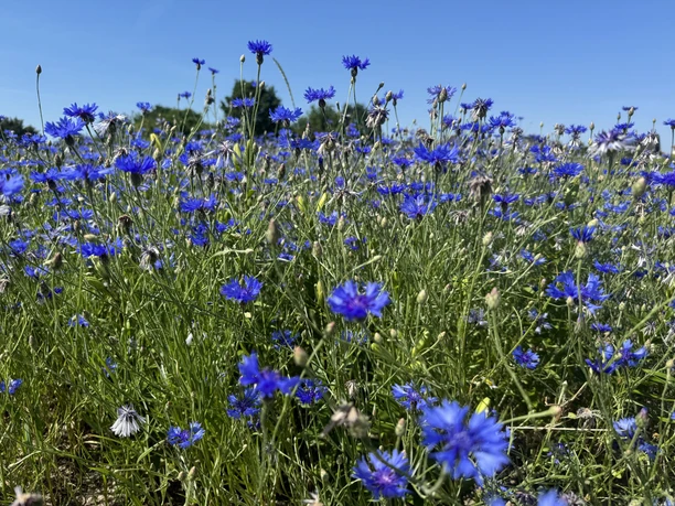 blaueBlumen.jpg Blaue Kornblumenwiese