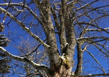 Baum 2