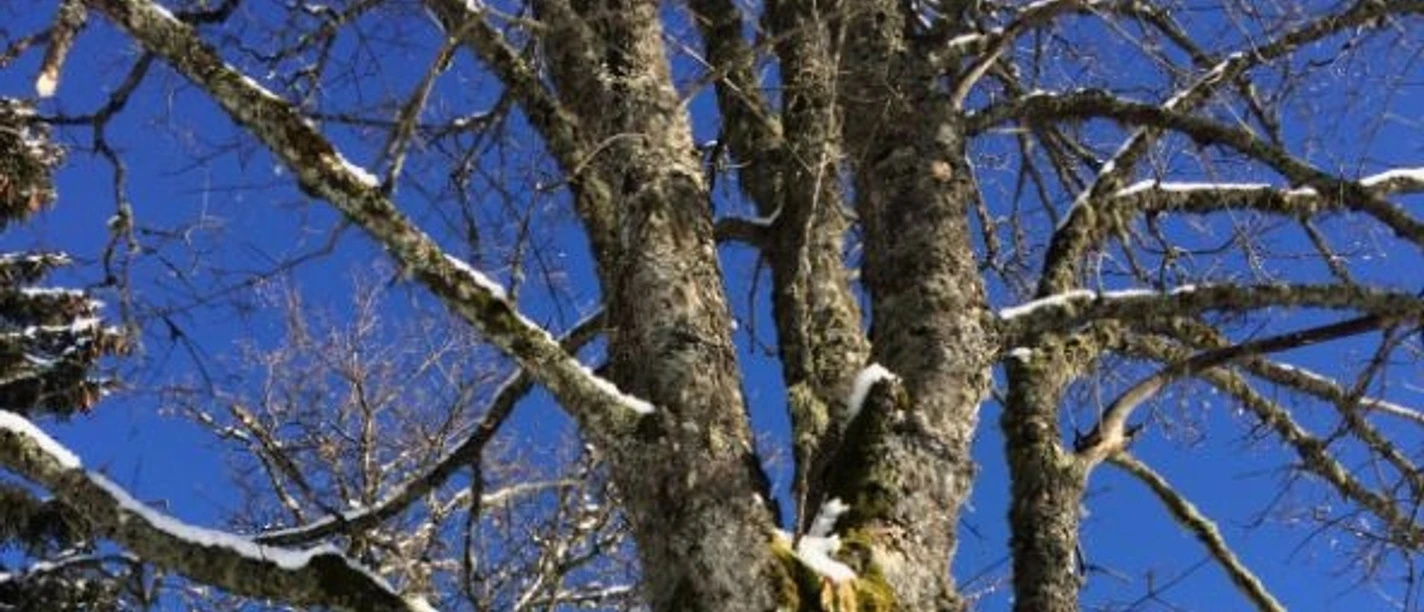 Baum 2