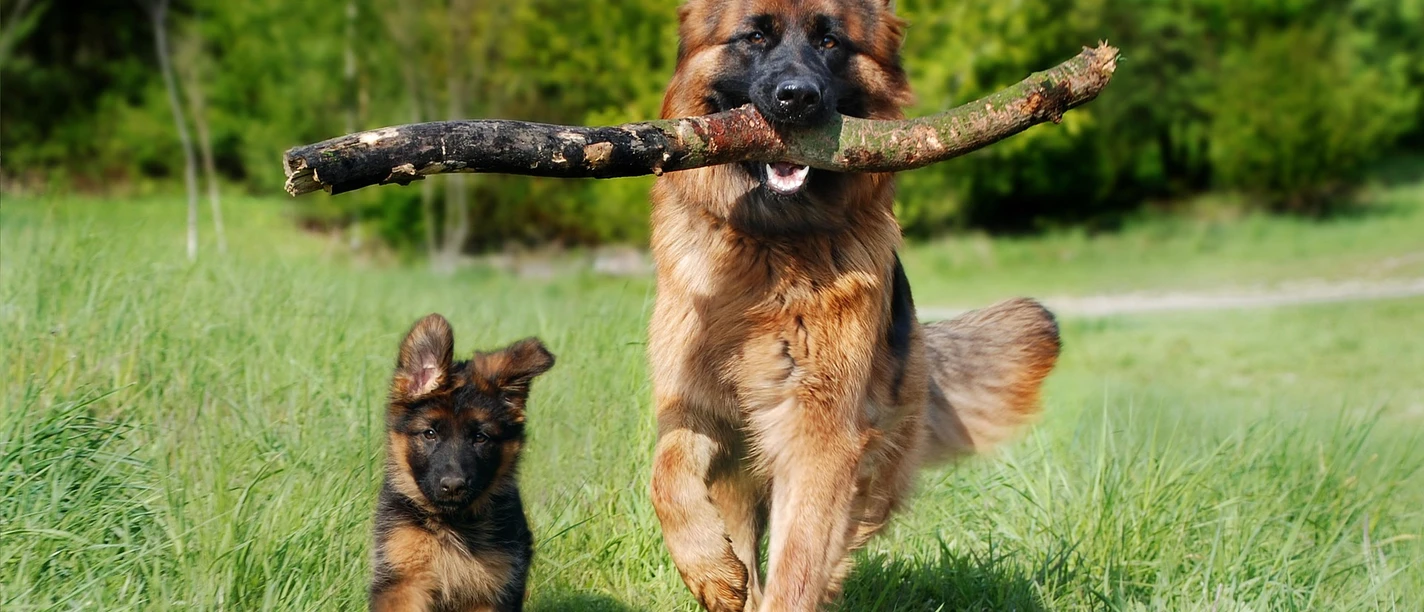 Hunde