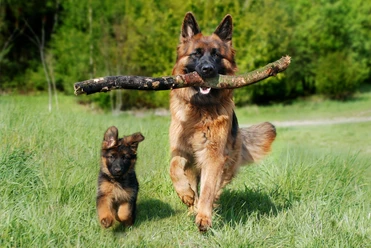 Hund | Beispielbild Hunde