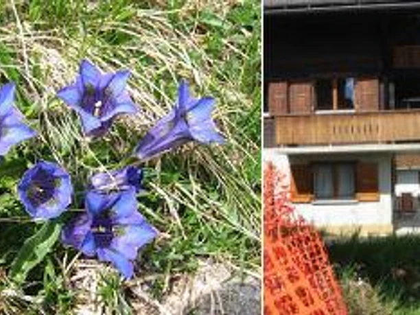 Collage Sommer