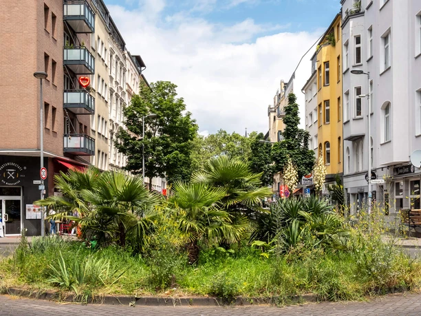 Begrünte Straße in der Kölner Südstadt mit Palmen, Altbauten und Ladenlokalen