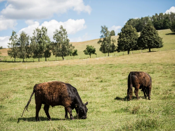Galloways in Waitzdorf