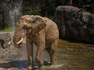 2026.06.Afrikanischer Elefant Tamo, Opel-Zoo.jpg