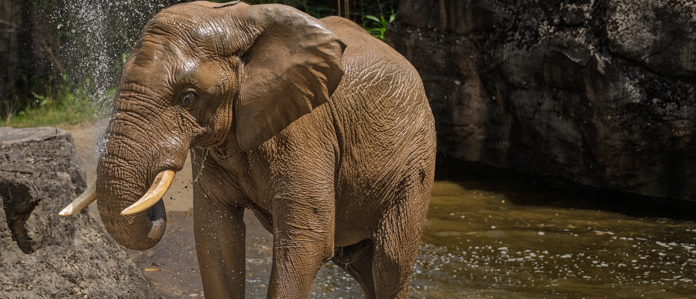 2026.06.Afrikanischer Elefant Tamo, Opel-Zoo.jpg