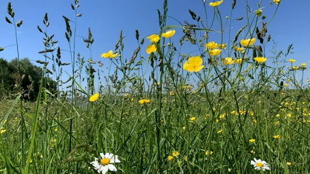 Lust auf eine kleine Auszeit in der Natur? Dann begleite mich auf eine inspirierende Wildkräuterwanderung Lust auf eine kleine Auszeit in der Natur? Dann begleite mich auf eine inspirierende Wildkräuterwanderung