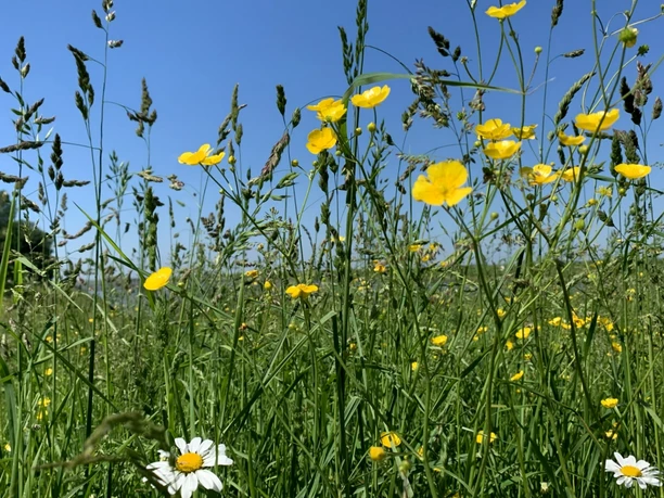Lust auf eine kleine Auszeit in der Natur? Dann begleite mich auf eine inspirierende Wildkräuterwanderung Lust auf eine kleine Auszeit in der Natur? Dann begleite mich auf eine inspirierende Wildkräuterwanderung